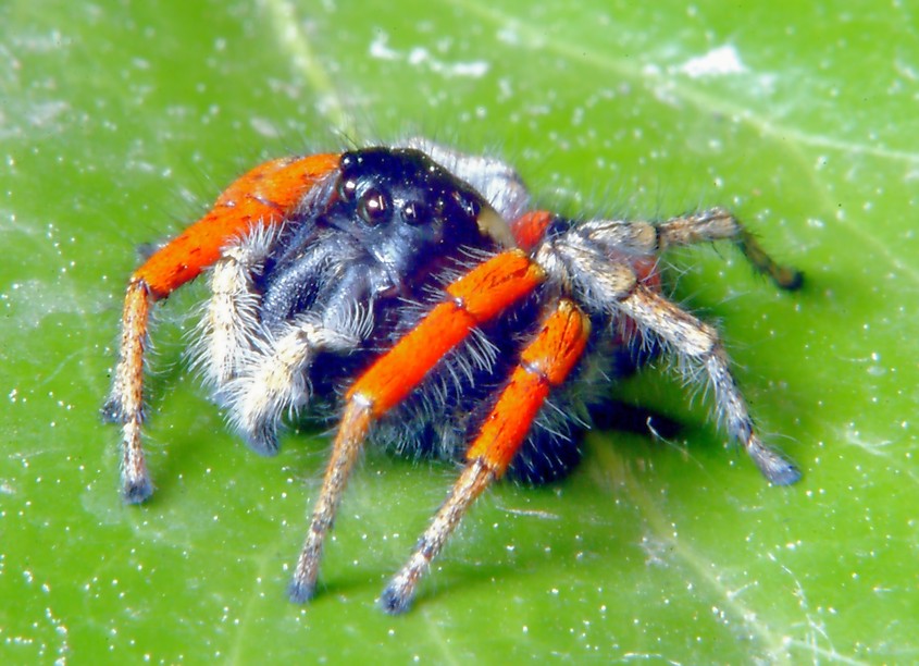 Macrofotografia, che passione!